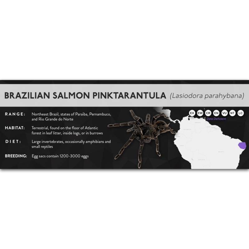 Brazilian Salmon Pink Tarantula (Lasiodora parahybana) – X Label Regular Size (7″ x 2.5″) Laminated Paper
