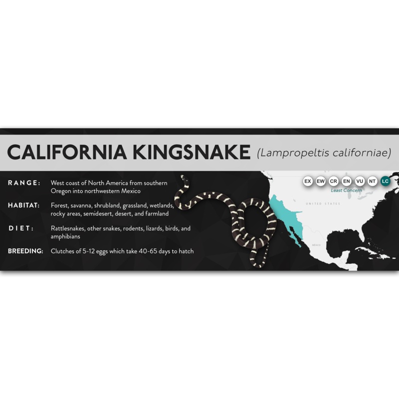 California Kingsnake (Lampropeltis californiae) – X Label Laminated Paper