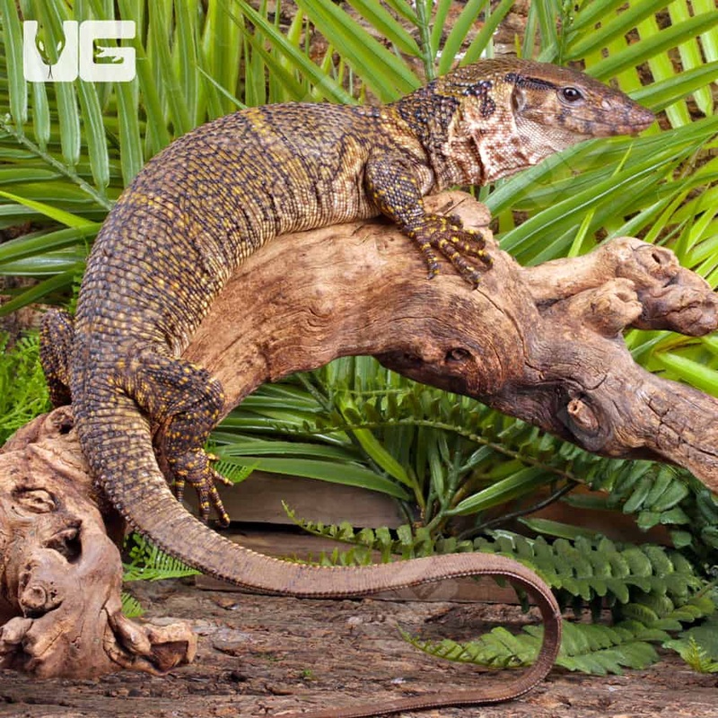 Dumeril’s Monitors (Varanus dumerilii) For Sale