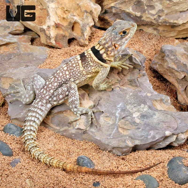 Madagascan Collared Iguanas