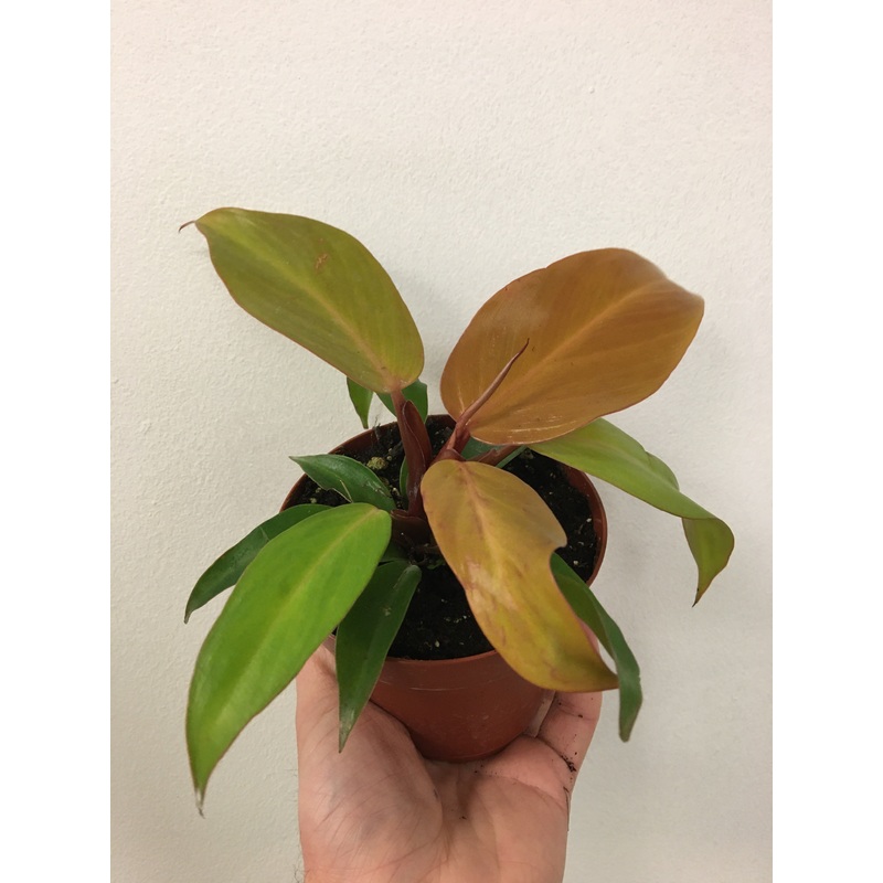Philodendron ‘McColley’s Finale’ 4 pot