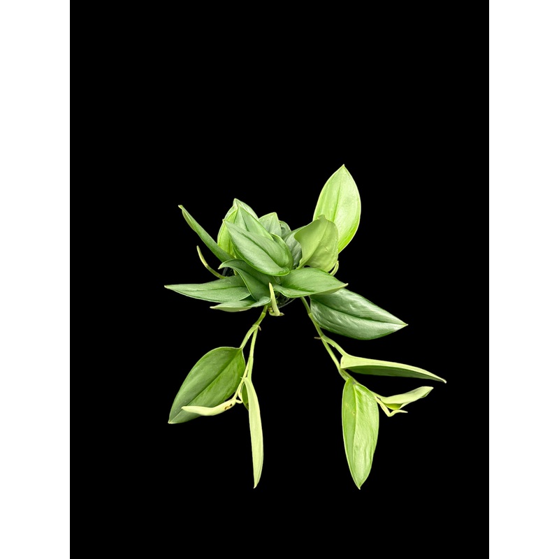 Scindapsus treubii Moonlight 2.5″ Pot