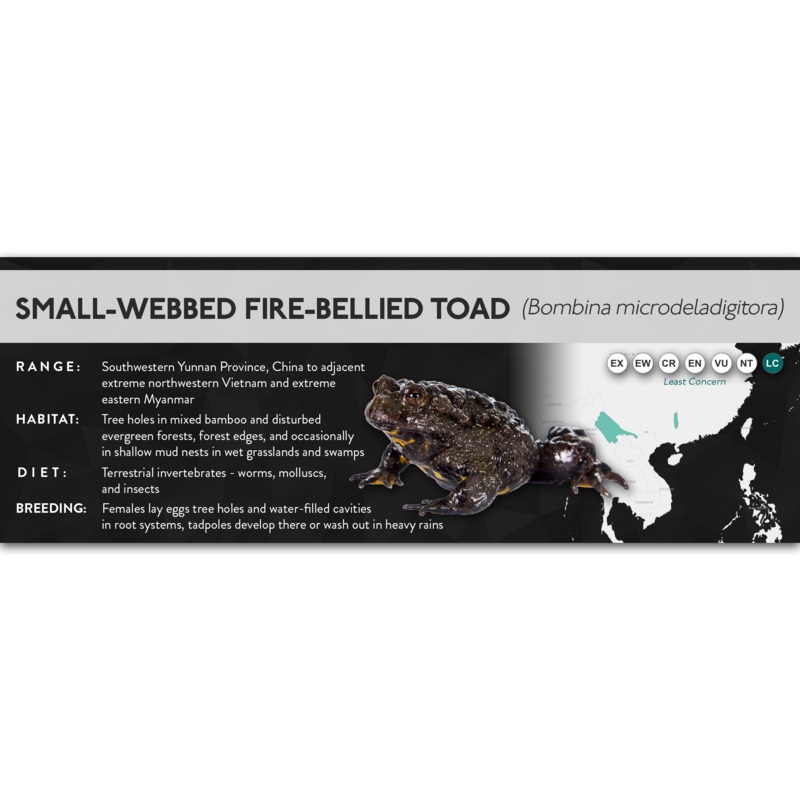 Small-Webbed Fire-Bellied Toad (Bombina microdeladigitora) – X Label Laminated Paper