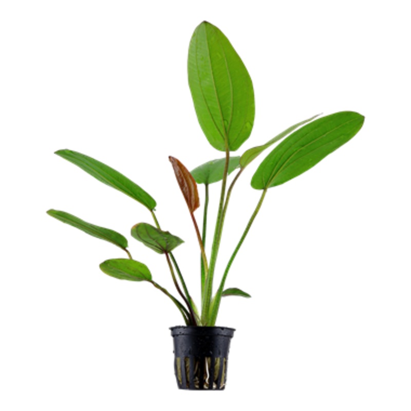 Tropica Echinodorus barthii