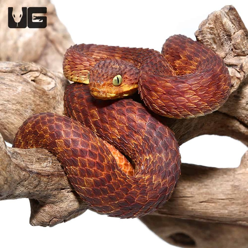 2021 Female Dark Red Squamigera Bush Viper (Atheris squamigera) For Sale