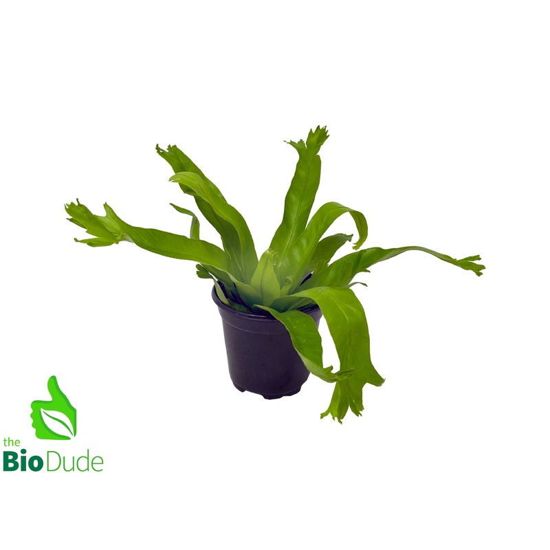 4″ Pot Bird’s Nest Fern Crissie