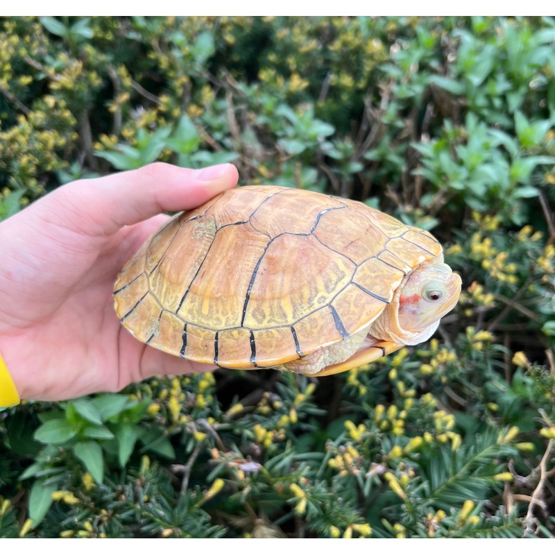 7 Hypo Red-Eared Slider