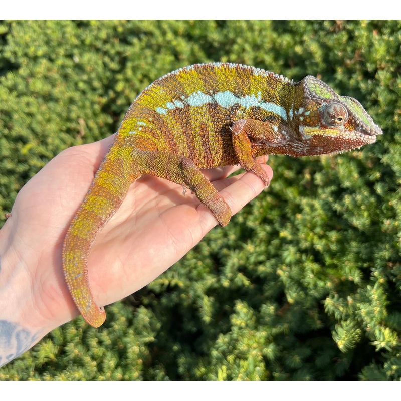 Adult Ambilobe Panther Chameleon (Male 1)