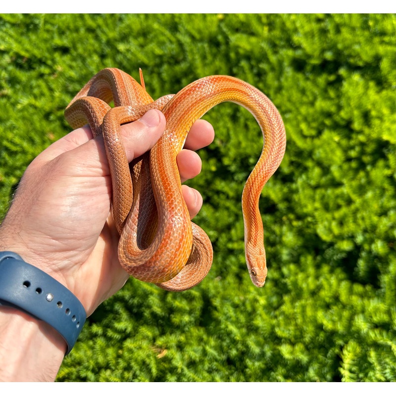 Adult Striped Corn Snake (Male)