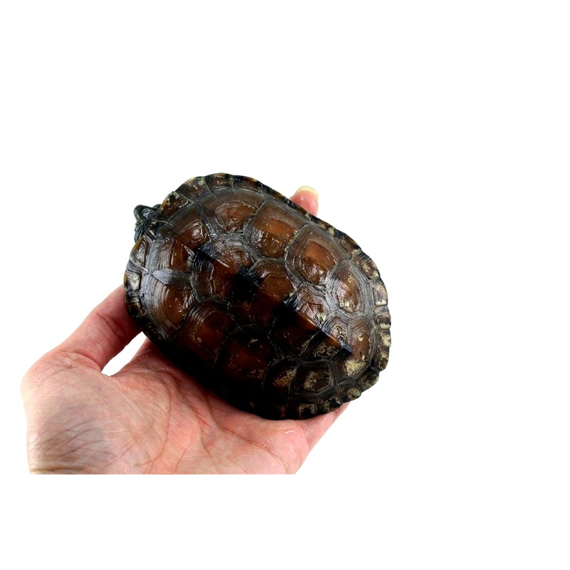 Adult Suspected Female Reeves Turtle