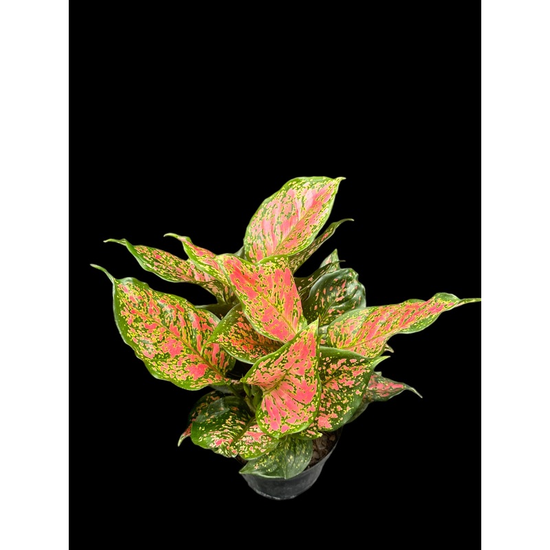 Aglaonema Pink Anyamanee 6″ Pot