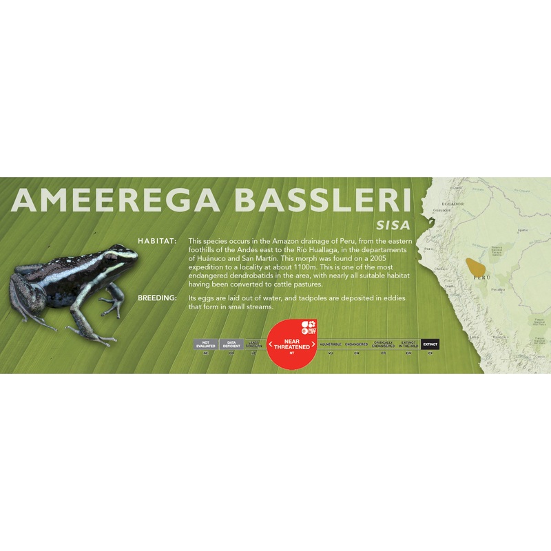 Ameerega bassleri – Classic Vivarium Label Sisa