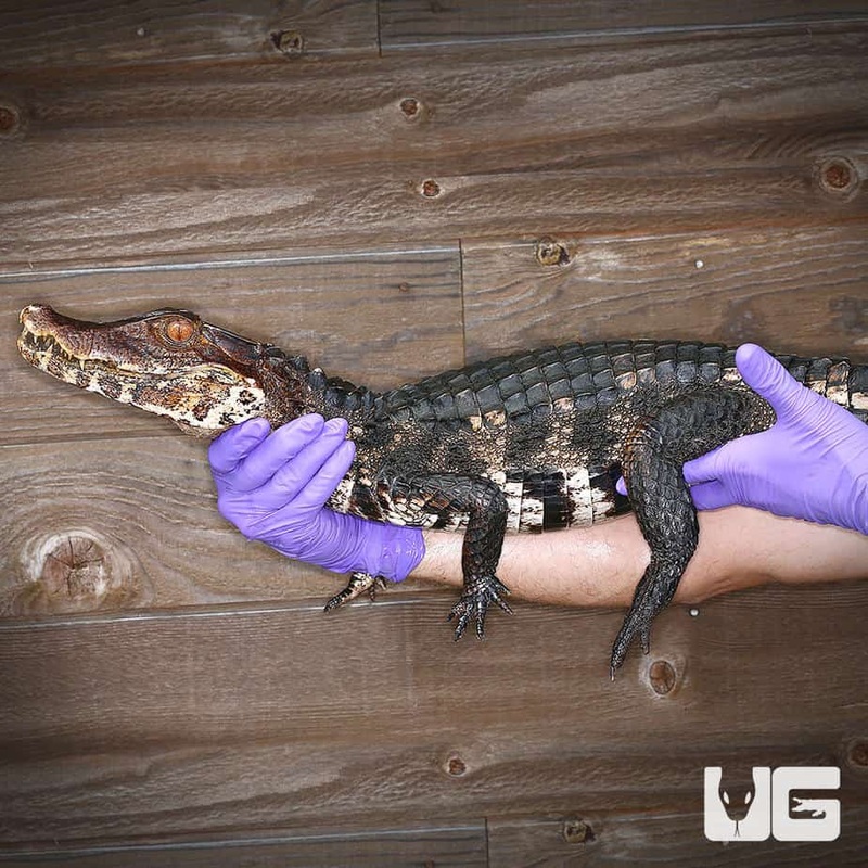 Baby Dwarf Caiman For Sale