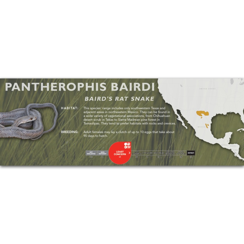 Baird’s Rat Snake (Pantherophis bairdi) Classic Vivarium Label