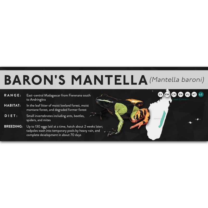 Baron’s Mantella (Mantella baroni) – X Label Laminated Paper
