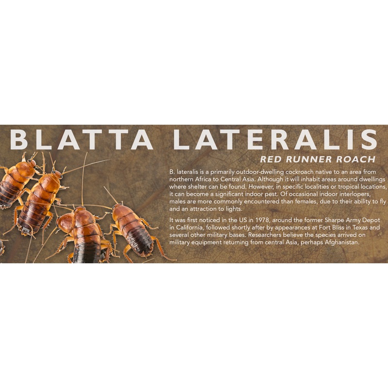 Blatta lateralis (Red Runner Roach) – Feeder Label Standard Size 7″ x 2.5″