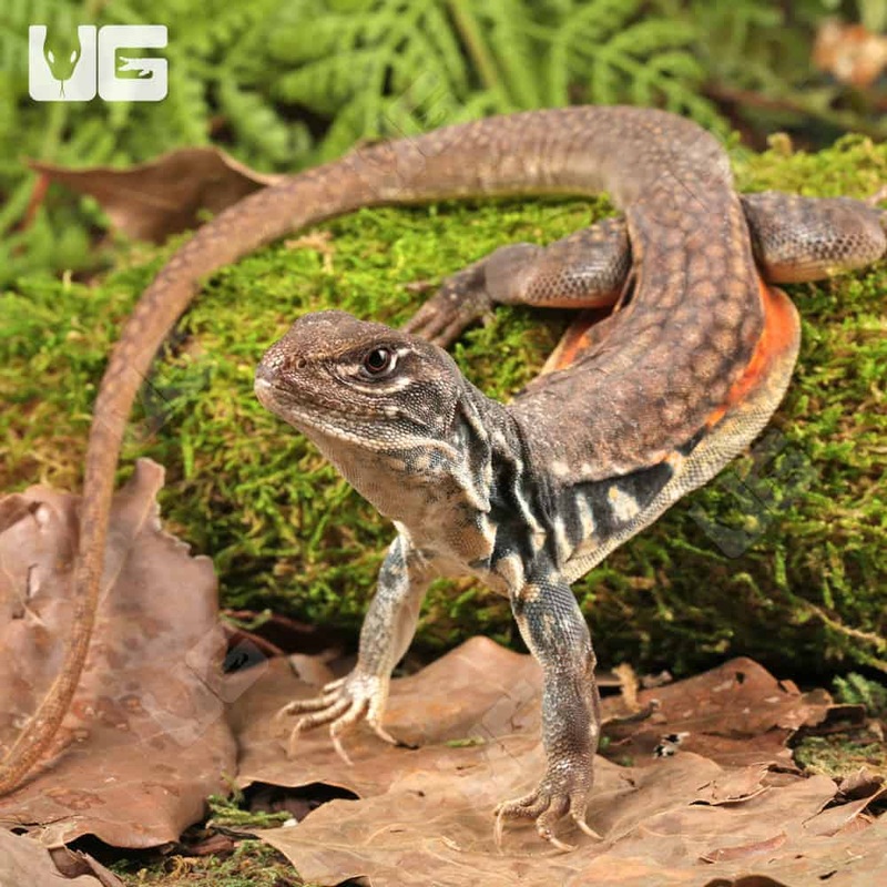 Butterfly Agamas (Leiolepis belliana) For Sale