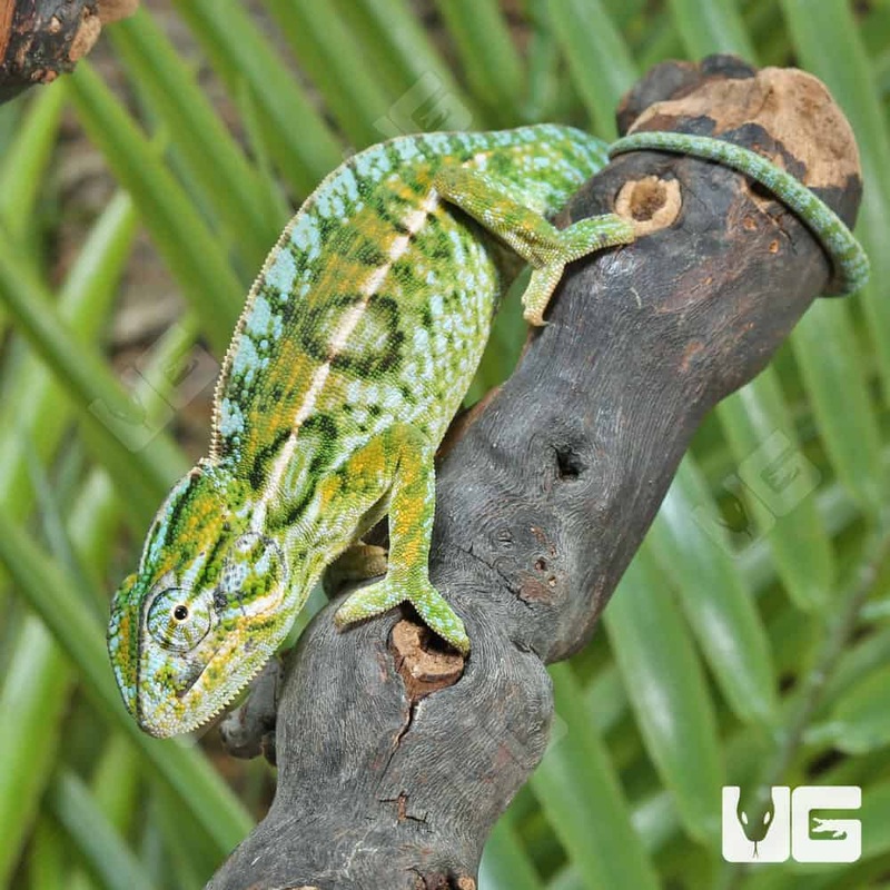 Carpet Chameleons For Sale