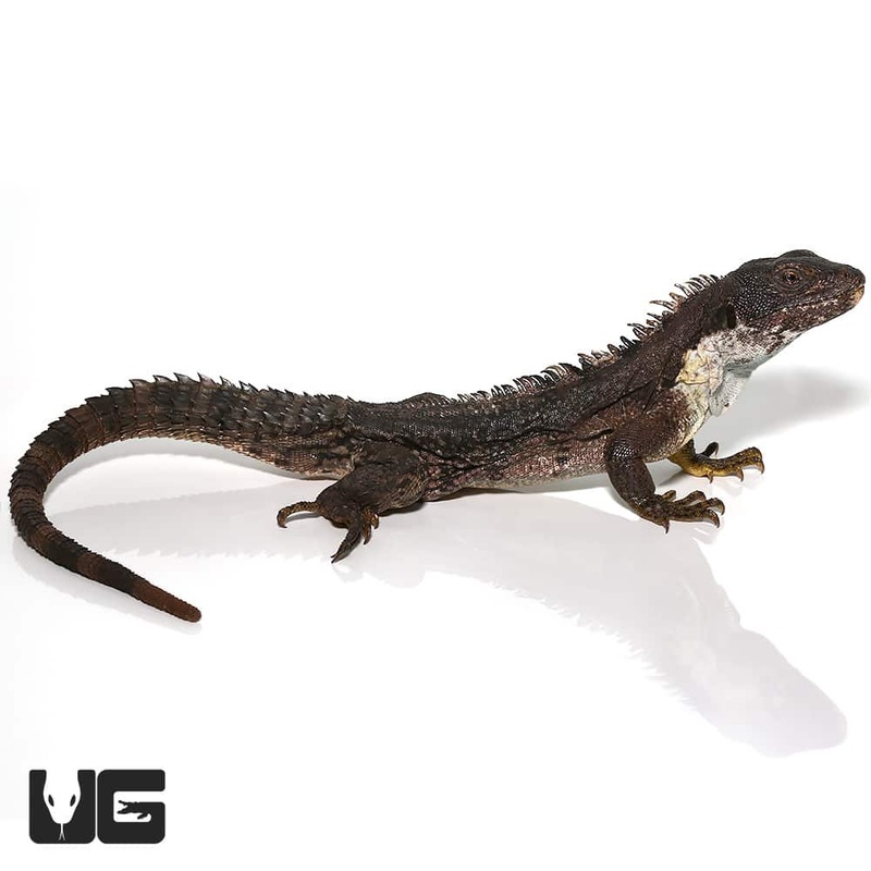 Clubtail Iguanas For Sale