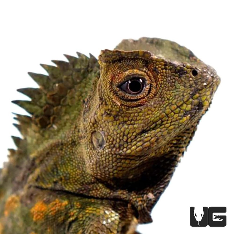 Crested River Dragon