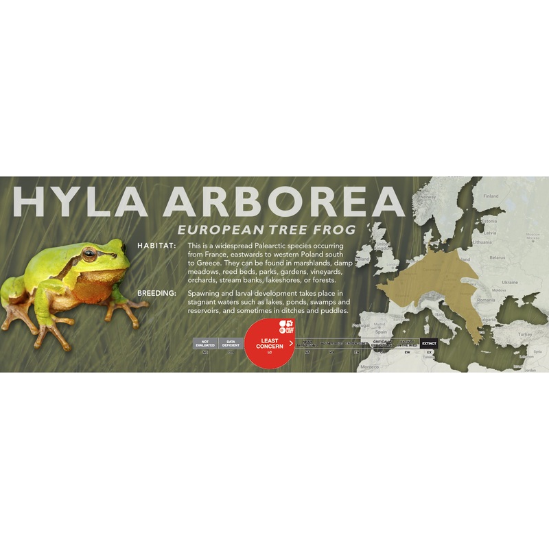 European Tree Frog (Hyla arborea) – Classic Vivarium Label