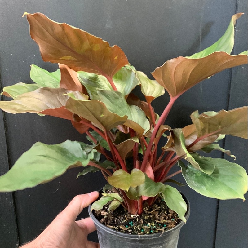 Homalomena Flaming Red 6″ pot