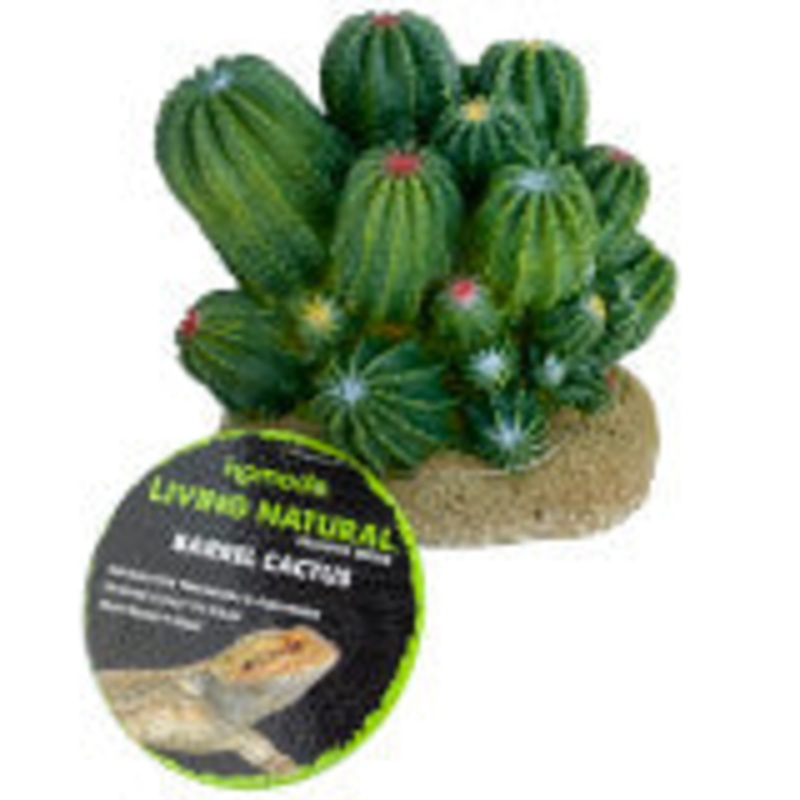 Komodo Cactus Plant Barrel 4in