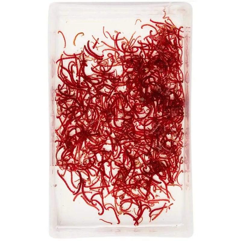 Live Large Bloodworms 100ml 100ml