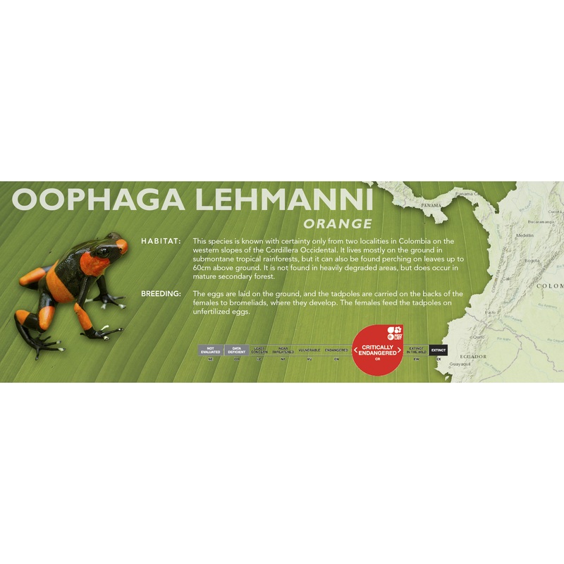 Oophaga lehmanni – Classic Vivarium Label Orange