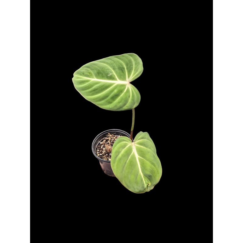 Philodendron gloriosum 3″ Pot