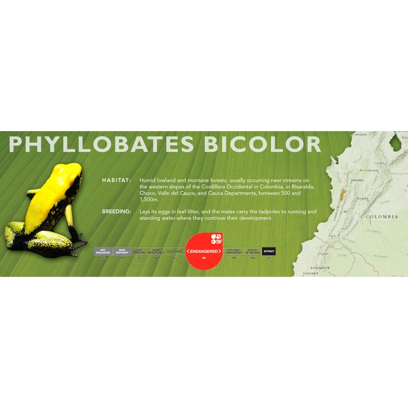 Phyllobates bicolor – Classic Vivarium Label Standard