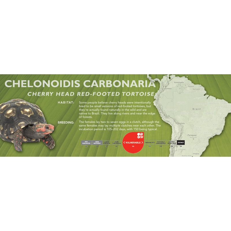 Red-Footed Tortoise (Chelonoidis carbonaria) – Classic Vivarium Label None