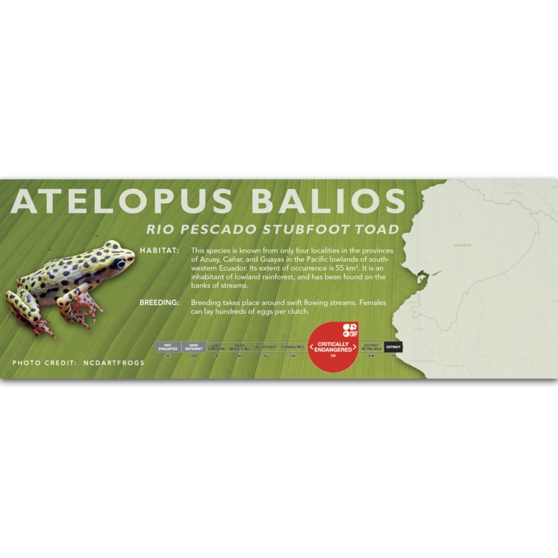 Rio Pescado Stubfoot Toad (Atelopus balios) – Classic Vivarium Label