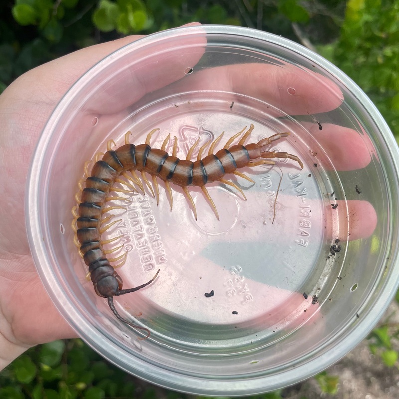 Tiger Centipede