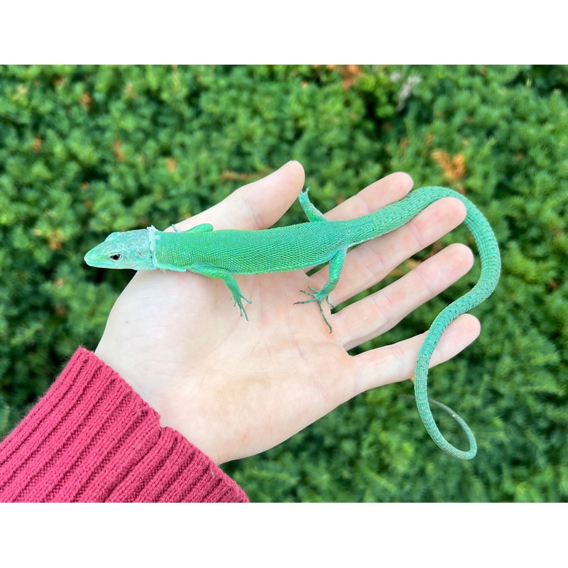 1.1 Adult Green Keeled Lizard (Pair 1)