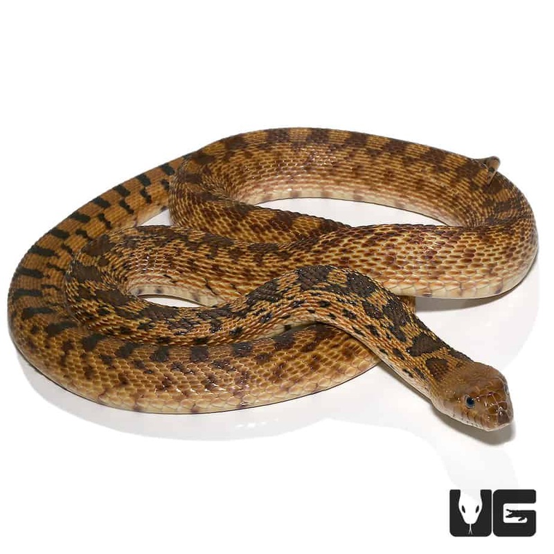 2-3 Foot Gopher Snakes For Sale