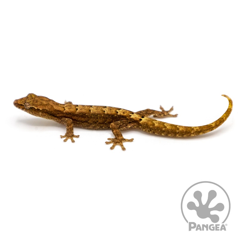 4-Pack of Mourning Gecko ‘Type A’ Lepidodactylus lugubris