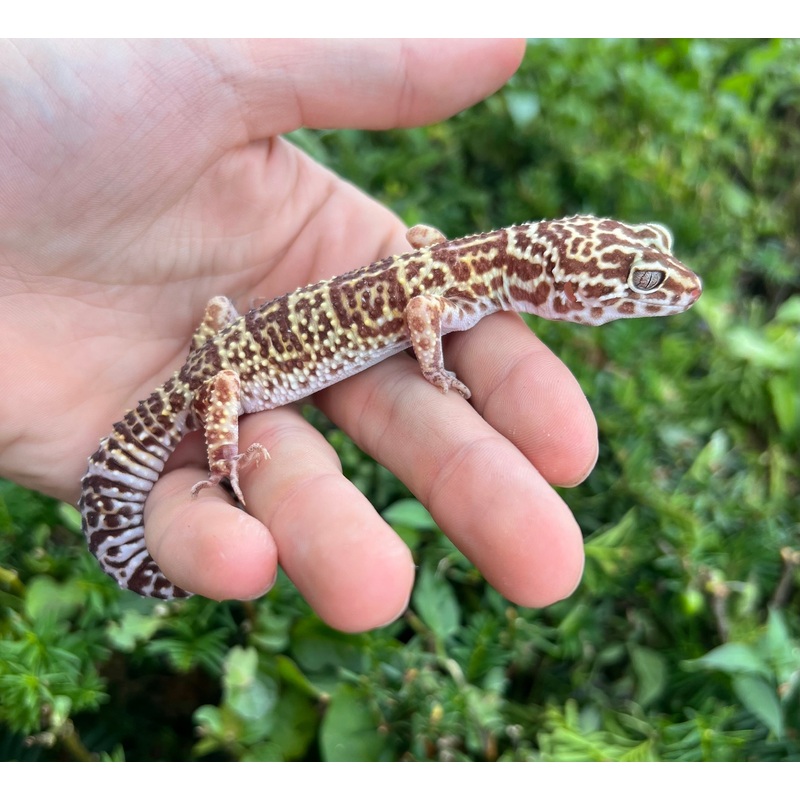 Adult Leopard Gecko (Female 4)