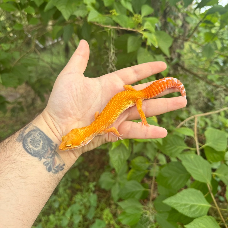 Adult Sunglow Leopard Gecko Male