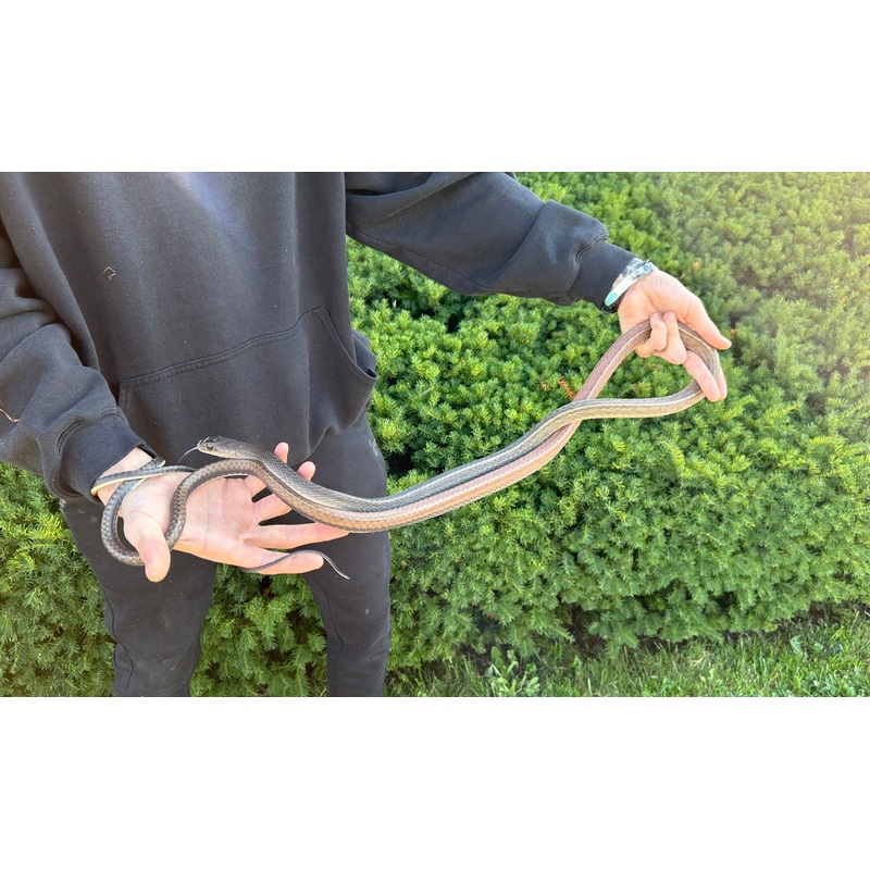 Adult White-Bellied Ratsnake (Female)