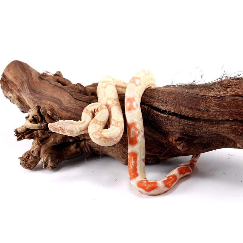Albino Sunglow Boa