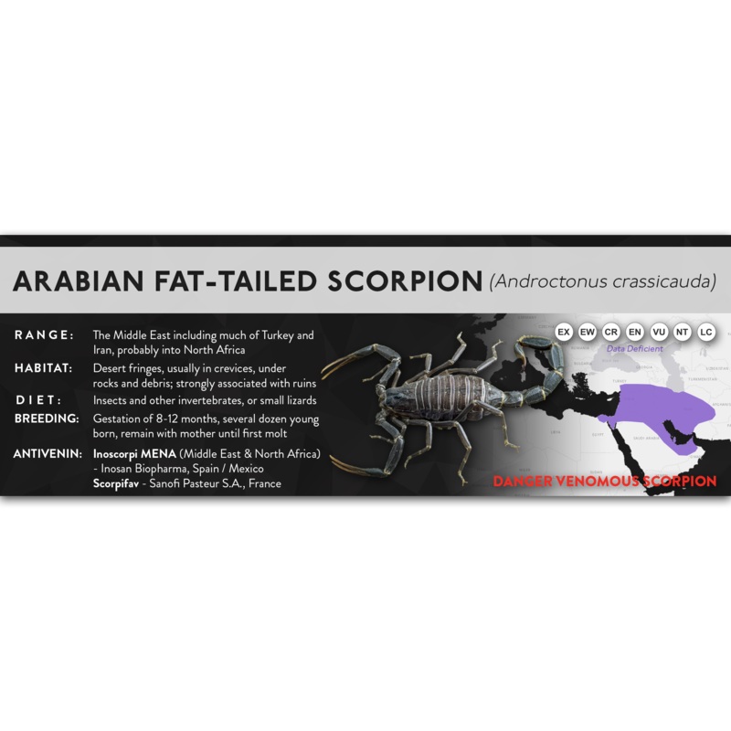 Arabian Fat-tailed Scorpion (Androctonus crassicauda) – X Label Regular Size (7″ x 2.5″) Laminated Paper