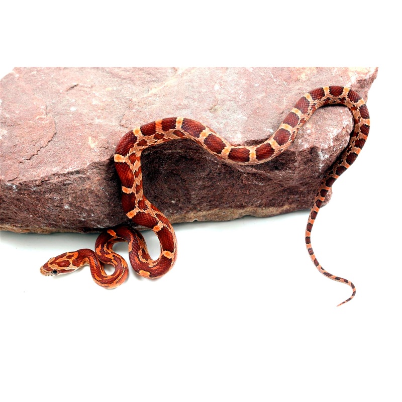 Aztec Blood Corn Snake