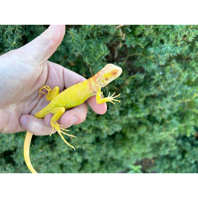 Baby High-Red Albino Iguana