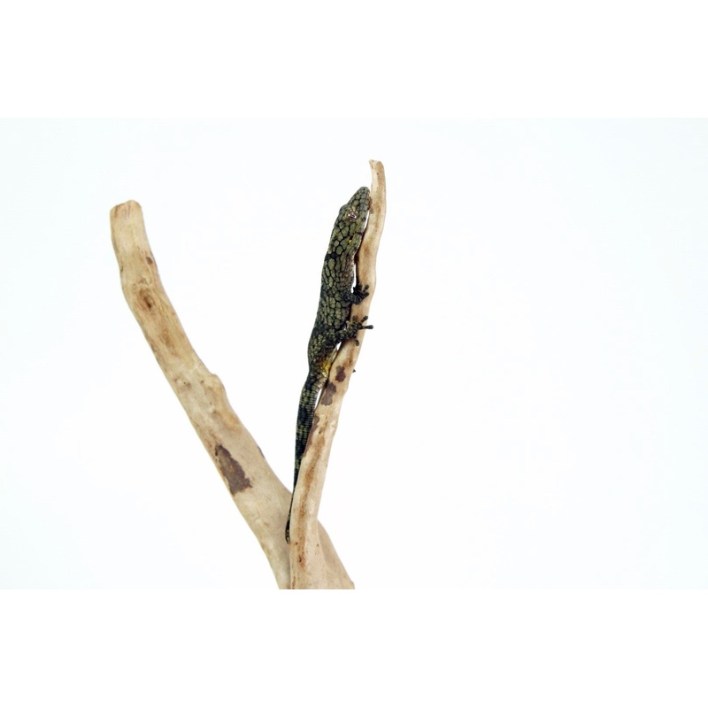 Bauer’s Chameleon Gecko