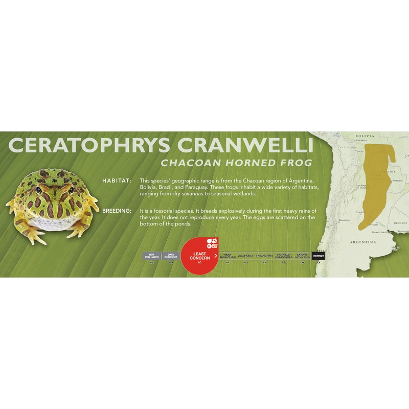 Chacoan Horned Frog (Ceratophrys cranwelli) – Classic Vivarium Label Standard