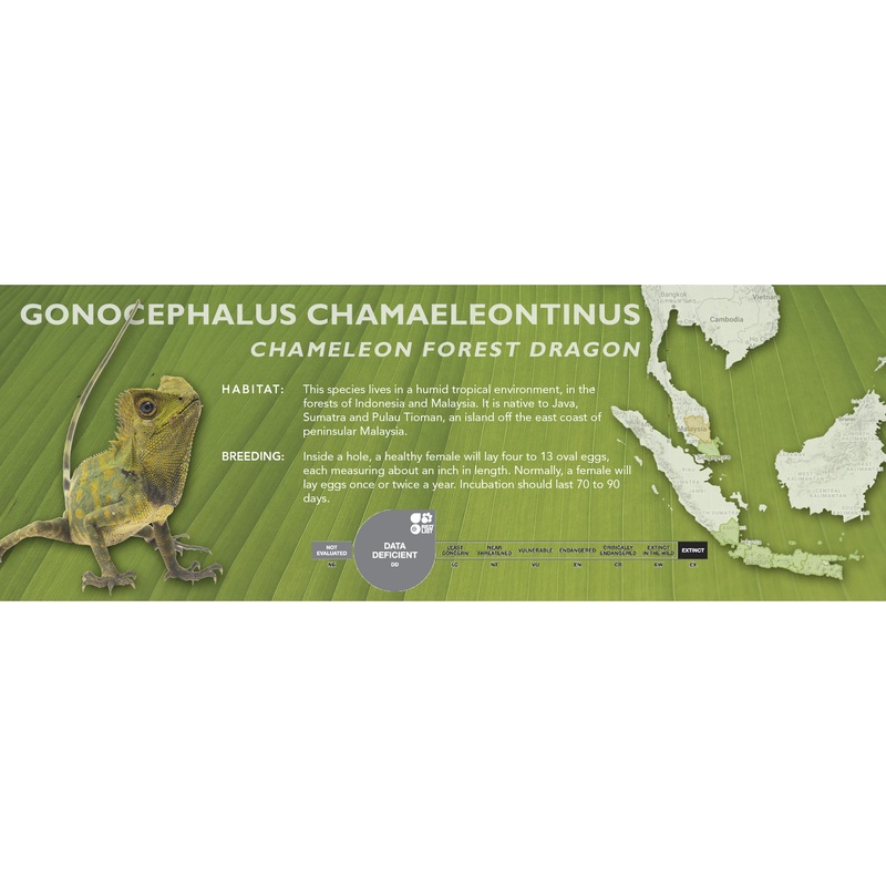 Chameleon Forest Dragon (Gonocephalus chamaeleontinus) Classic Vivarium Label