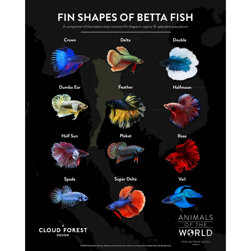Fin Shapes of Betta Fish – 8″ x 10″ Print – Animals of the World Print Series #8