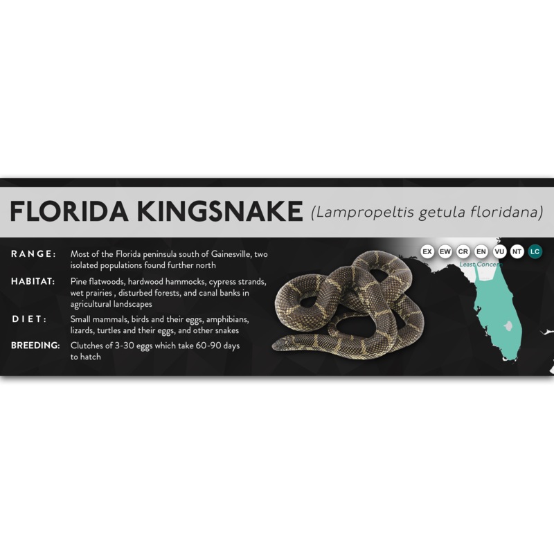 Florida Kingsnake (Lampropeltis getula floridana) – X Label Laminated Paper