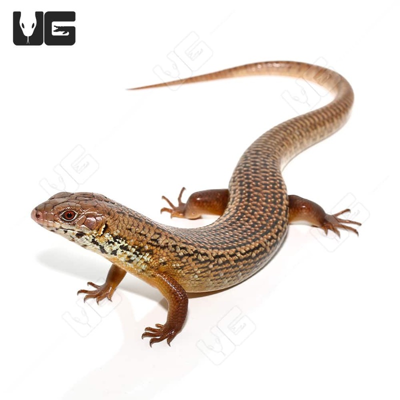 Major Skinks(Bellatorias frerei) For Sale